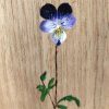 Soliflore en bois de Fraké, motif Pensée violette